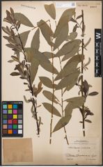 Foto von Salix caprea L. x Salix purpurea L.